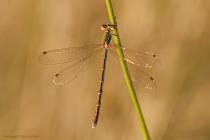 Suedliche Binsenjungfer